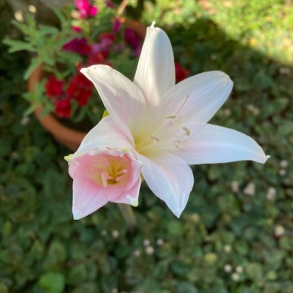 1950's Crochet and Ribbon Cardigan - Picture 4 of 4